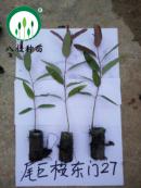 27-宣傳冊(cè)內(nèi)材料種苗(加水印)