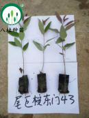 43-宣傳冊(cè)樹(shù)苗(加水印)