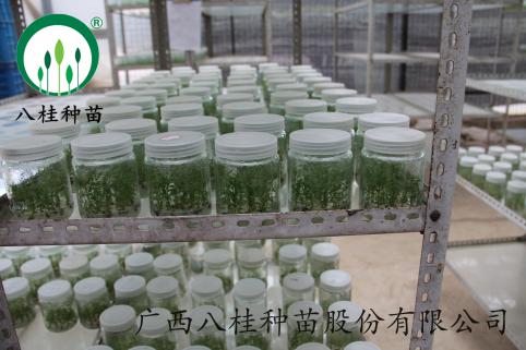 7桉樹(shù)組培瓶苗（已附水印）