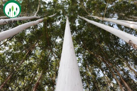 26（成林）加水印